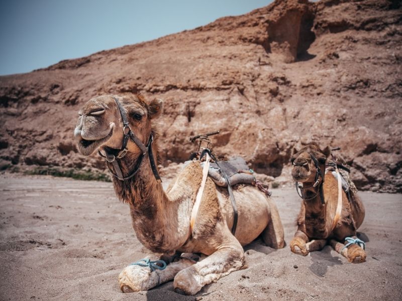 <p>Viaggio Marrakech</p>